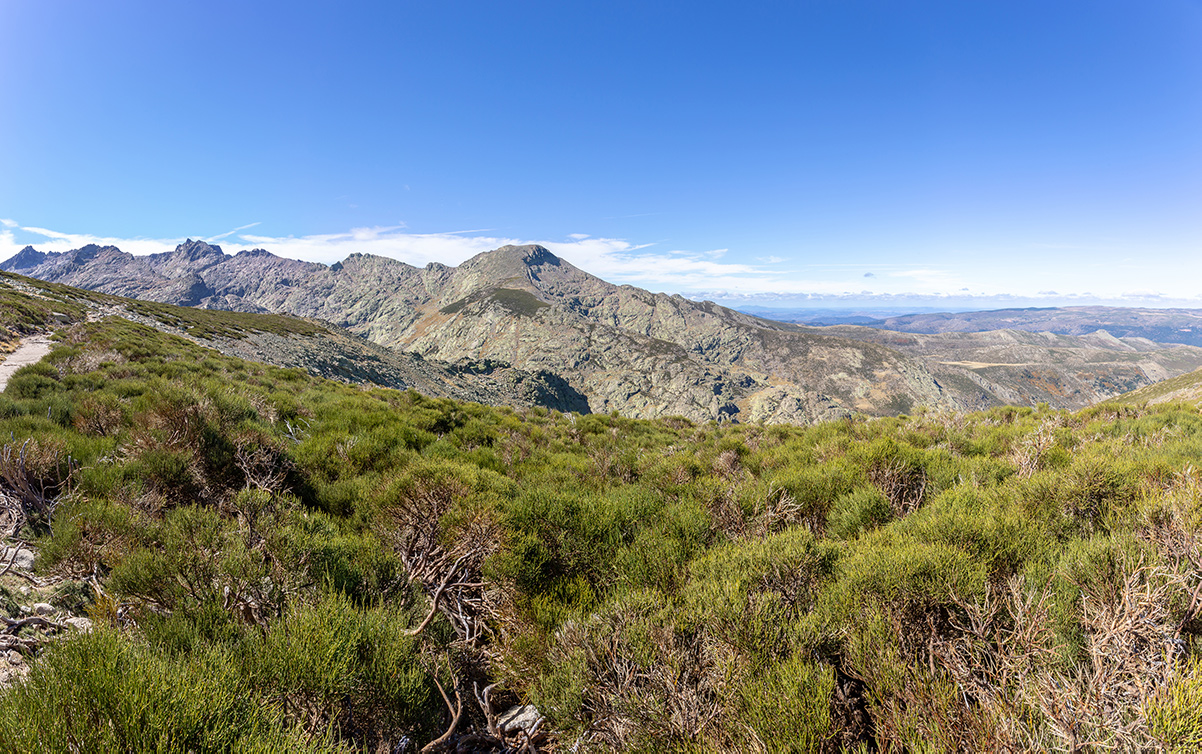 REFORESTING CASTILLA Y LEÓN