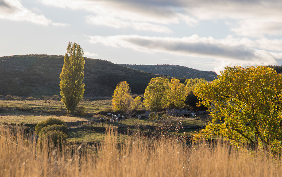 BOSQUES QUE REVIVEN, FUTURO QUE CRECE