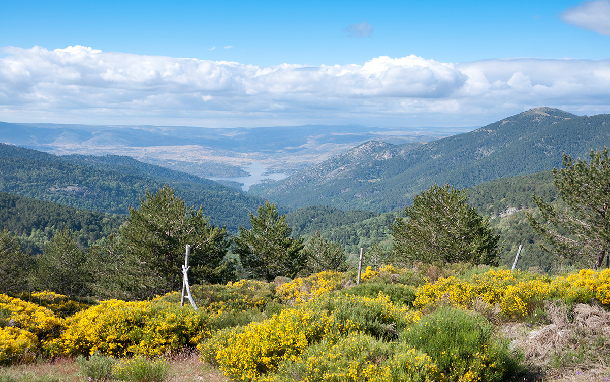 LIVING FORESTS, STRONG COMMUNITIES